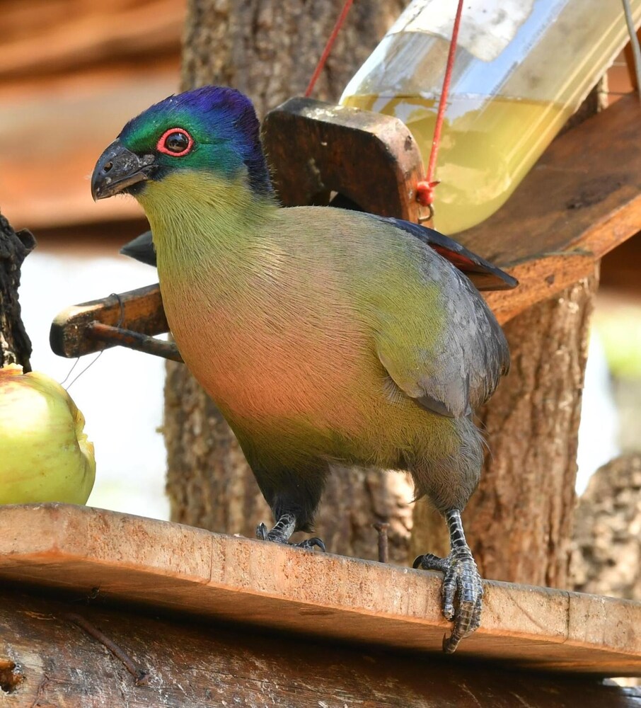 Bona Ngwenya Lodge 6/45
