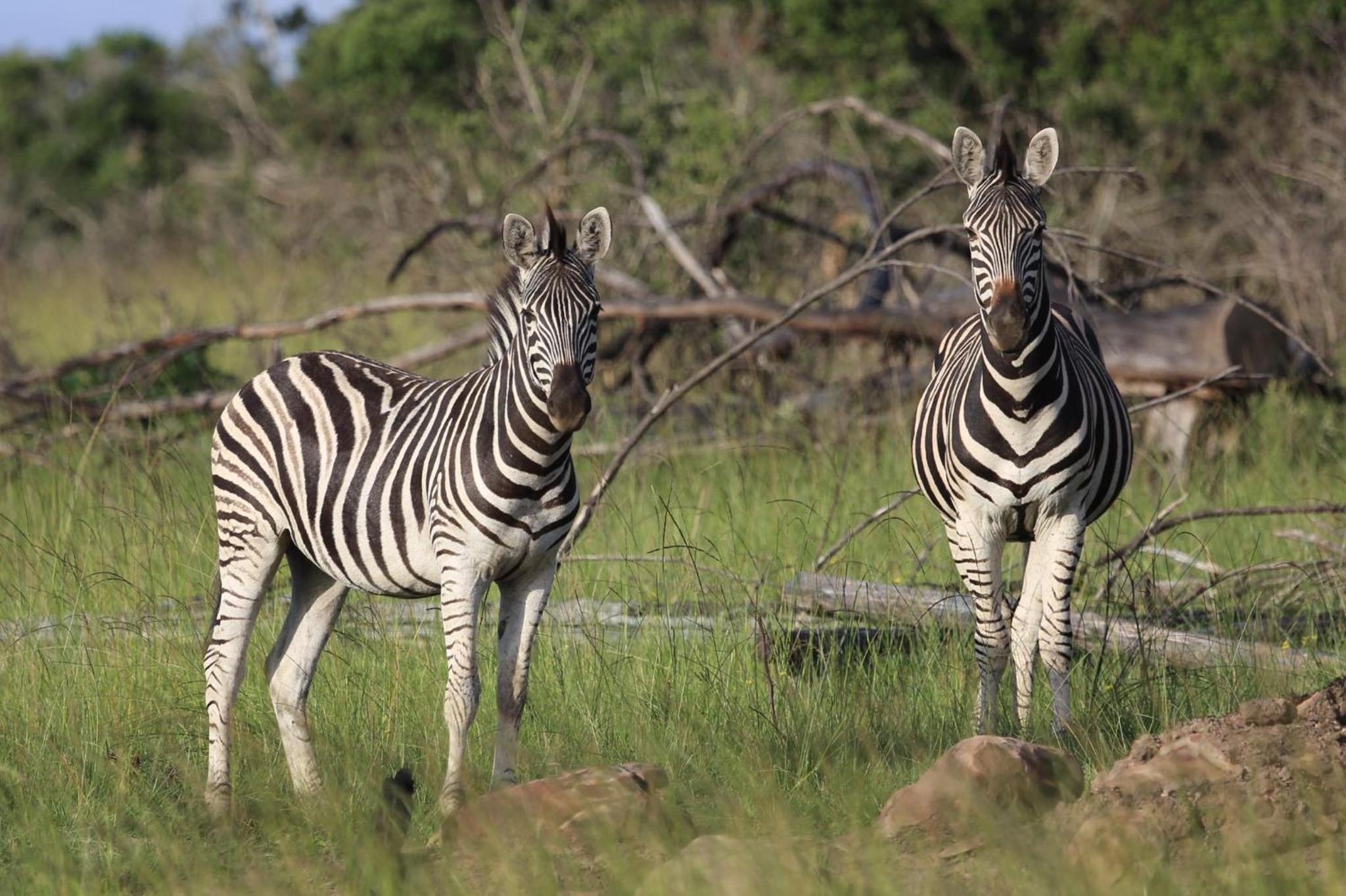 Horseshoe Game Reserve 37/47
