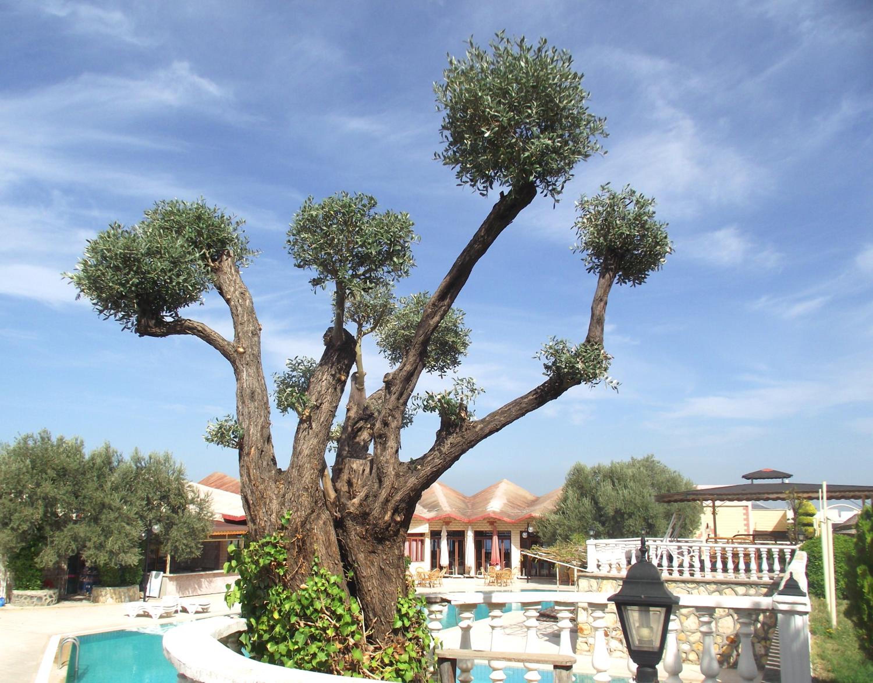 Alize Tatil Koyu 20/27
