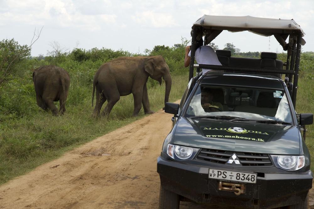 Mahoora Tented Safari Camp Udawalawe 21/50