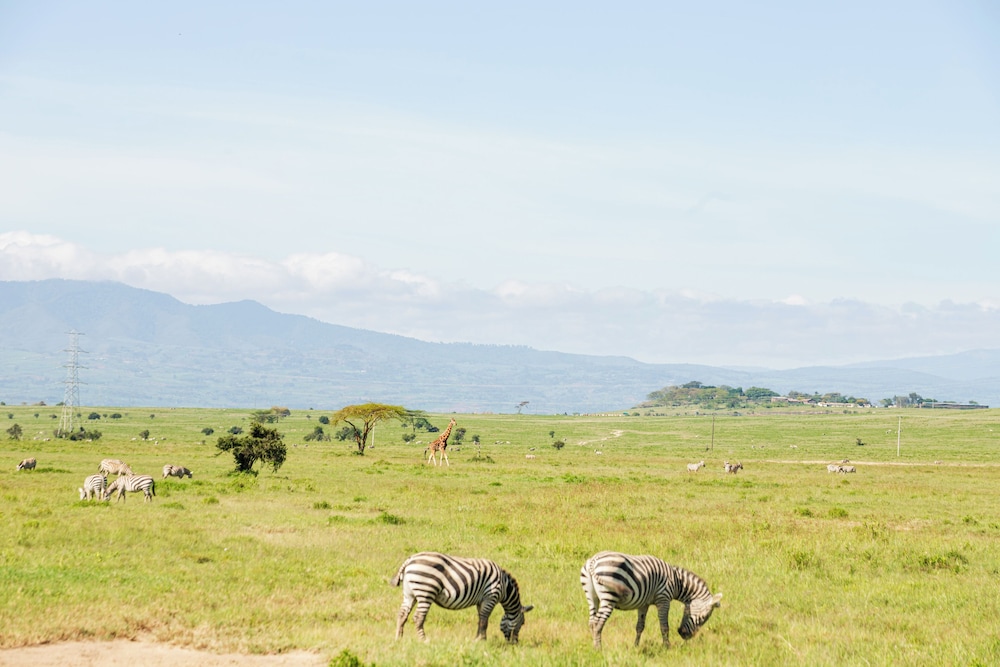 Lake Elementaita Mountain Lodge 44/50