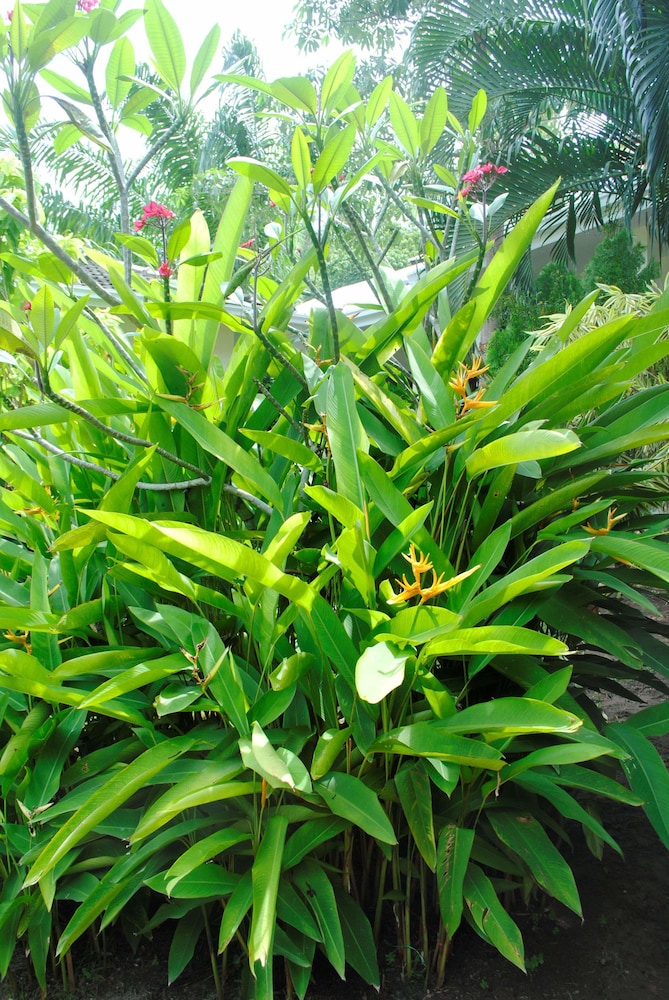 Baan Sawan Samui Resort 65/74