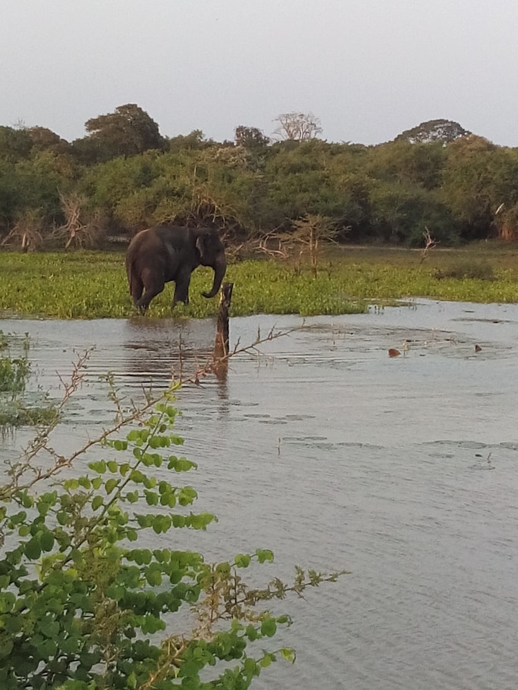Jungle House Yala 33/50