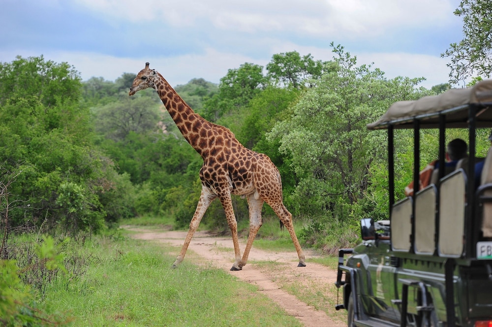 Jock Safari Lodge 47/56