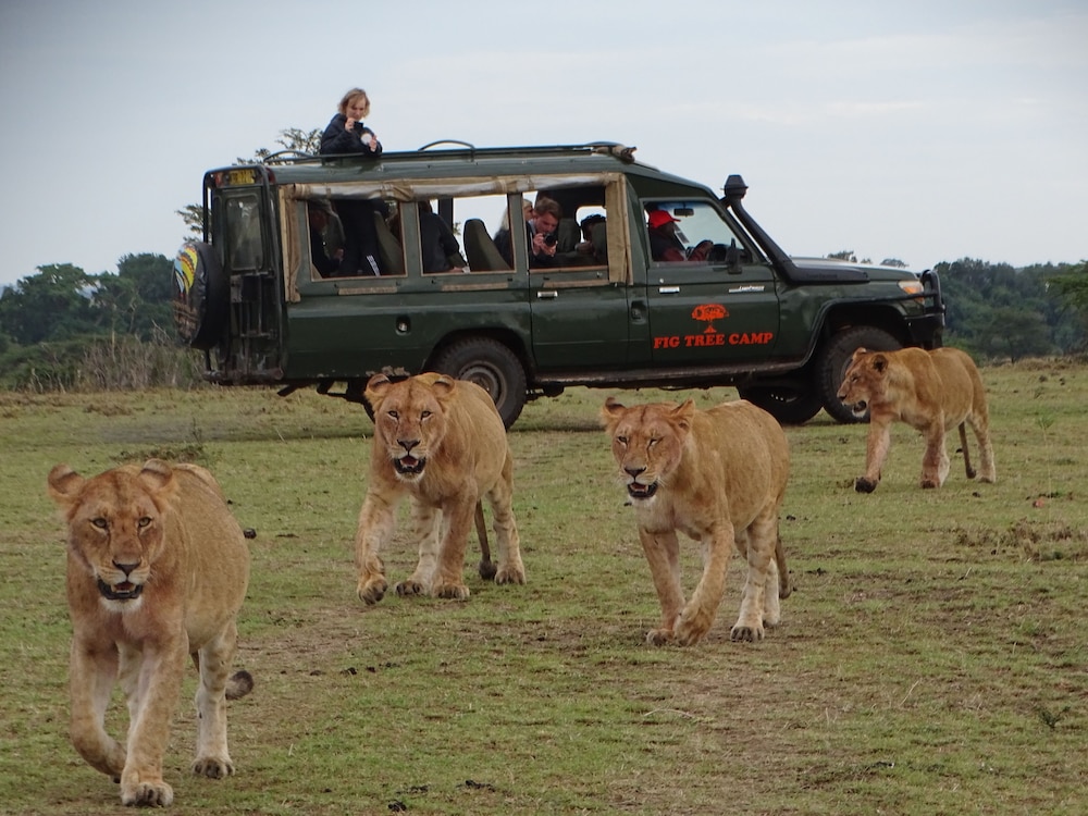 Fig Tree Camp in Maasai Mara National Reserve