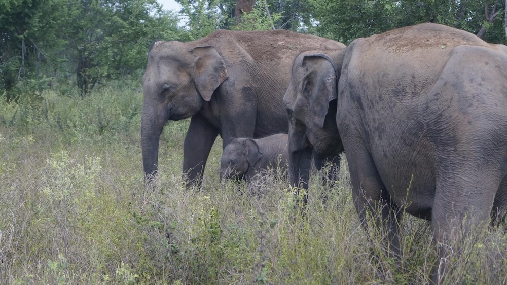 Elephant Trail 46/50
