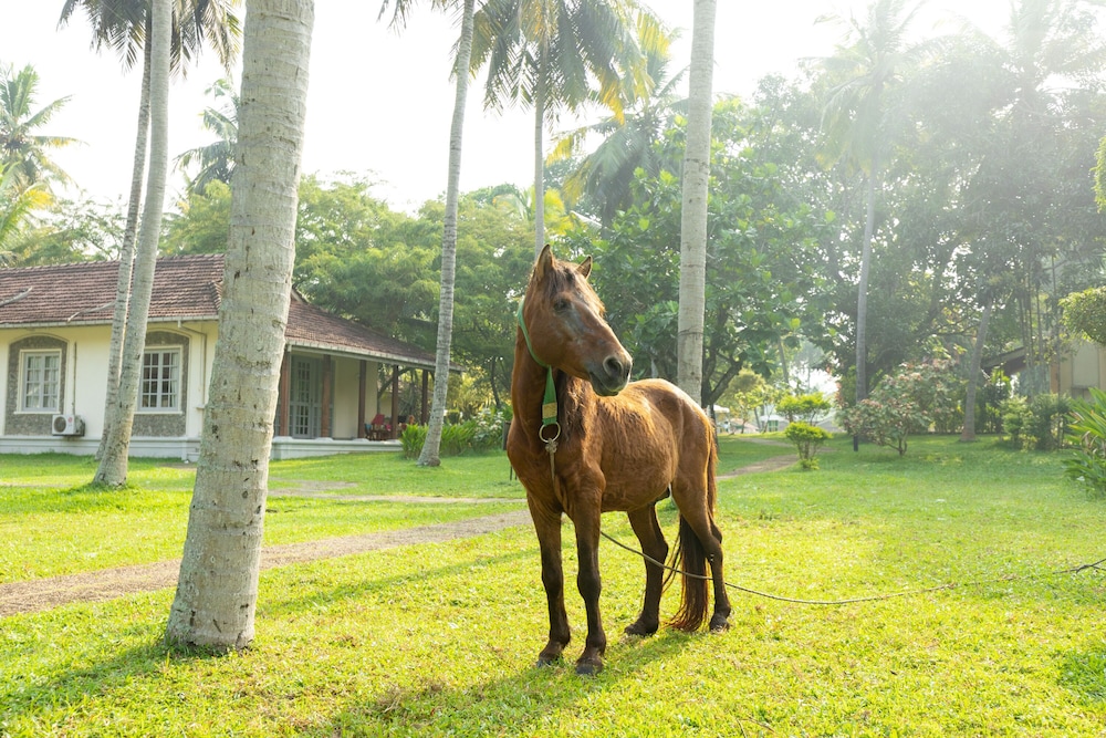 Tamarind Tree Garden Resort 57/62