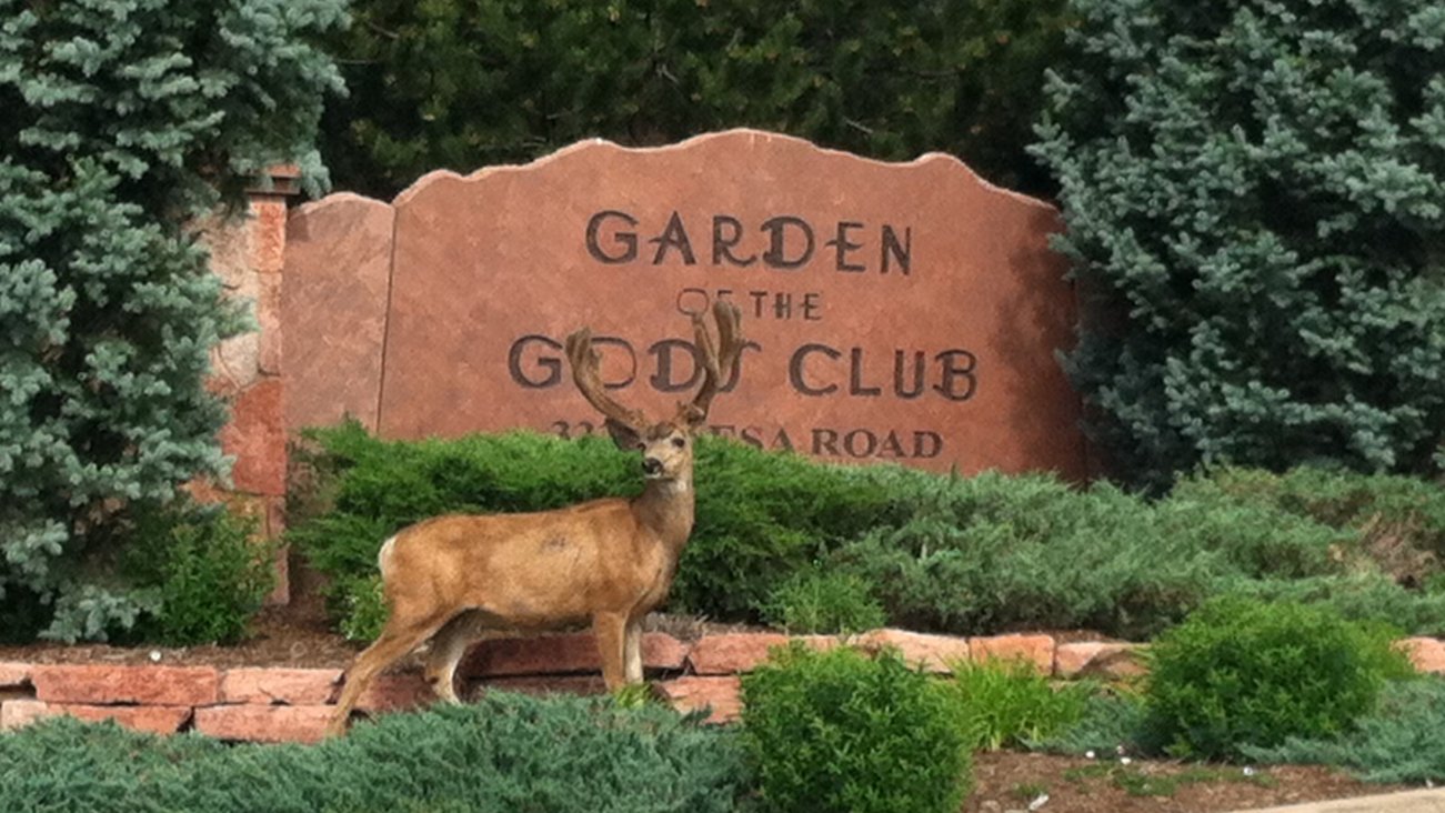 众神的花园 (科罗拉多温泉)(Garden of the Gods Club and Resort) 图片4
