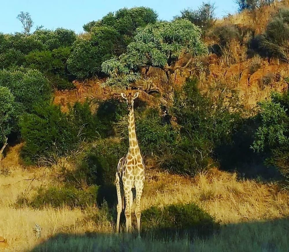 Sangiro Game Lodge 34/50