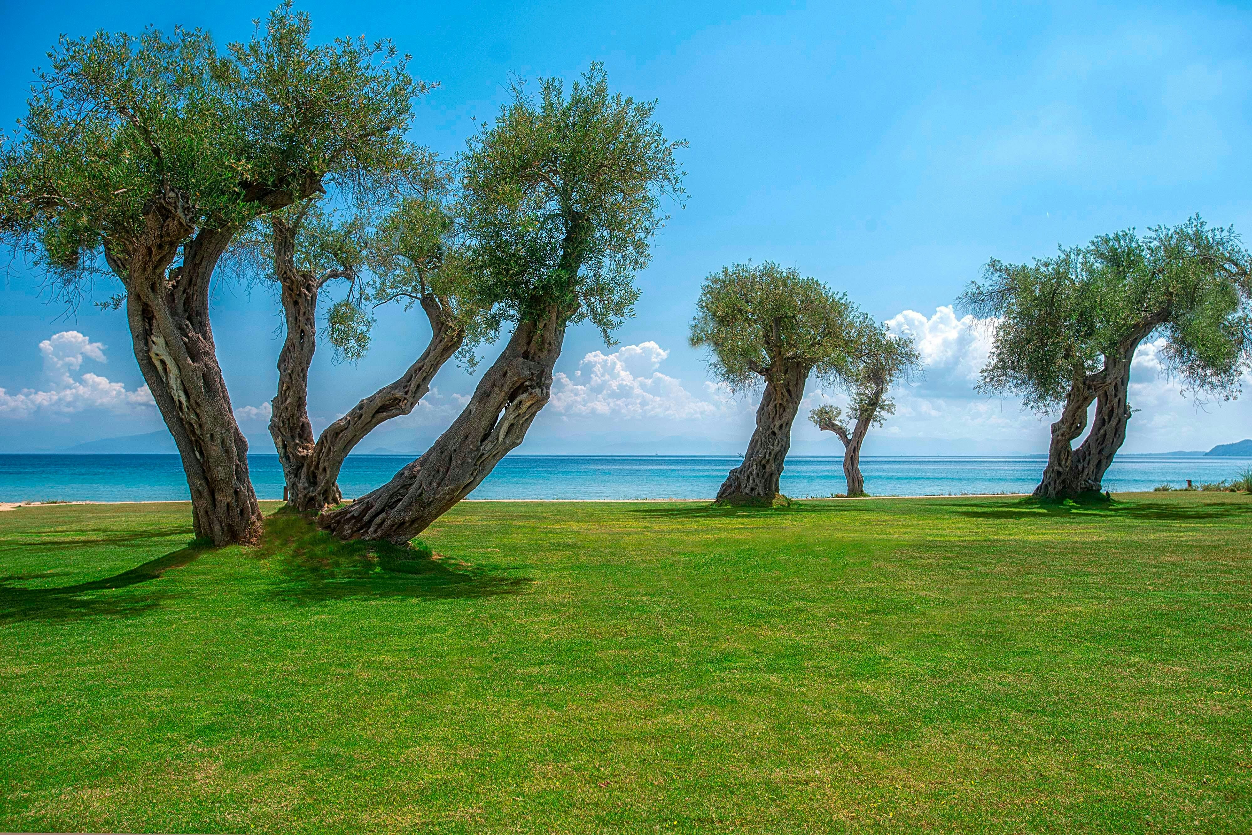 Domes Miramare, a Luxury Collection Resort, Corfu - Adults Only 32/39
