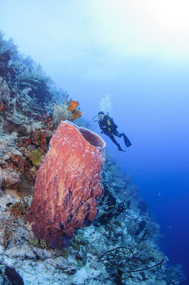 Belize Dive Haven 42/50