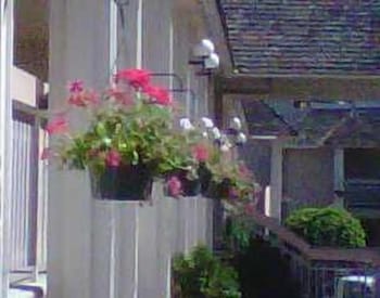 Caravelle Inn Suites 25/31