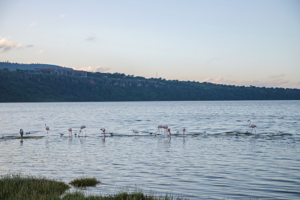 Lake Elementaita Mountain Lodge 42/50