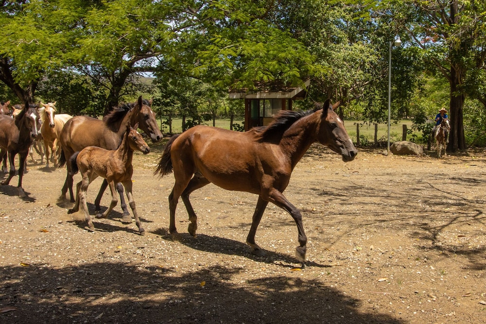 Hotel Rancho Humo Estancia 32/50