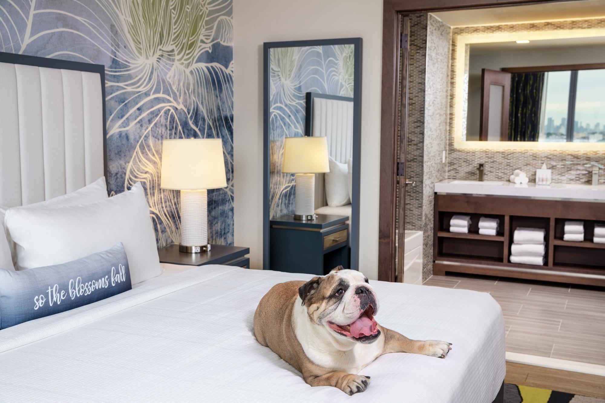 1 Bedroom, Suite