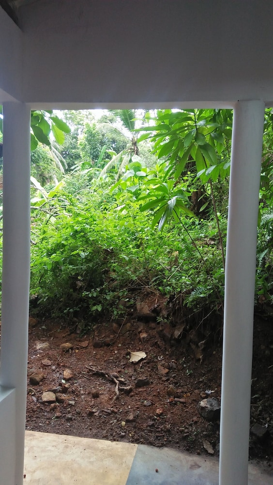 The Jungle House 42/50