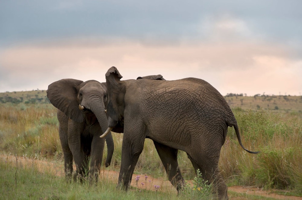 Mhondoro Game Lodge 44/50