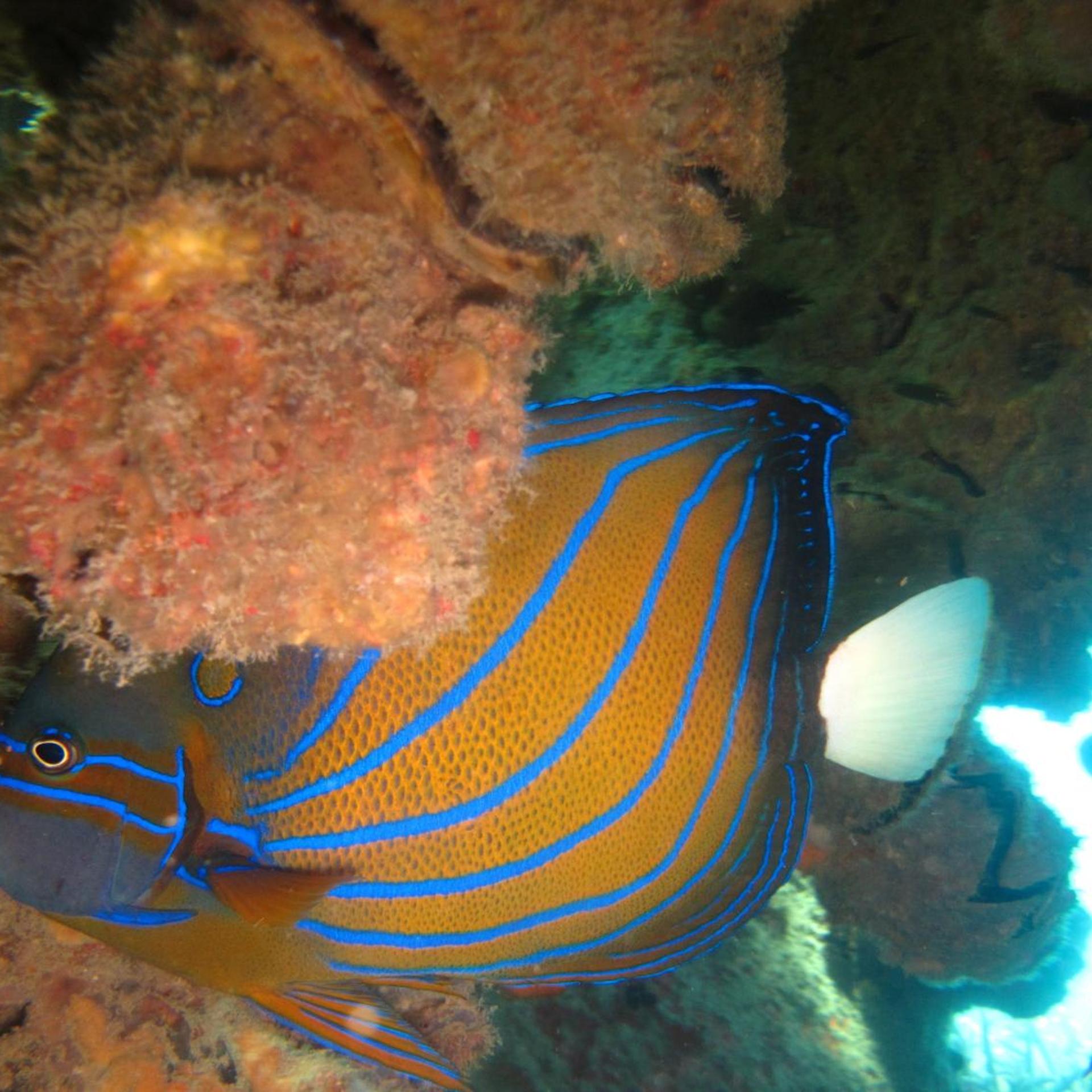 Ombak Dive Resort 34/62