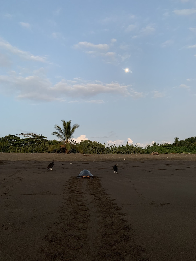 Cafe Playa Negra 46/50