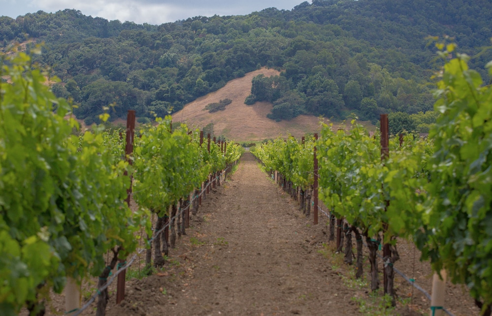 The Setting Inn Napa Valley 44/50