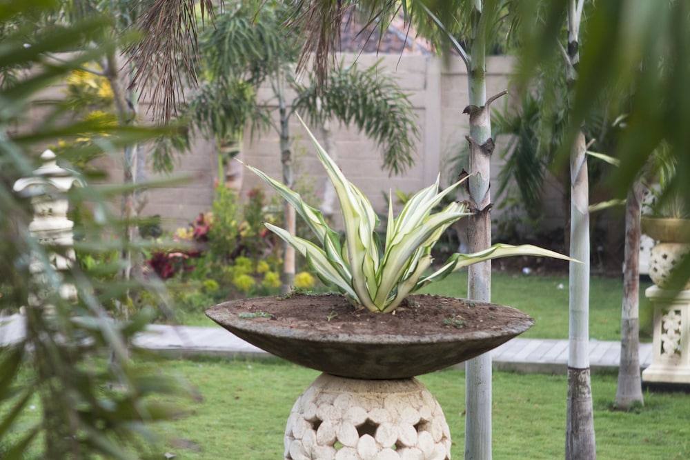 The Palm Grove 12/48