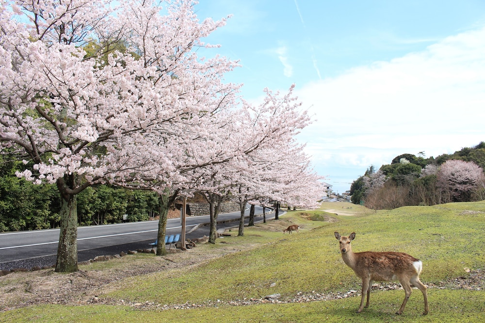 Miyajima Seaside Hotel 47/50