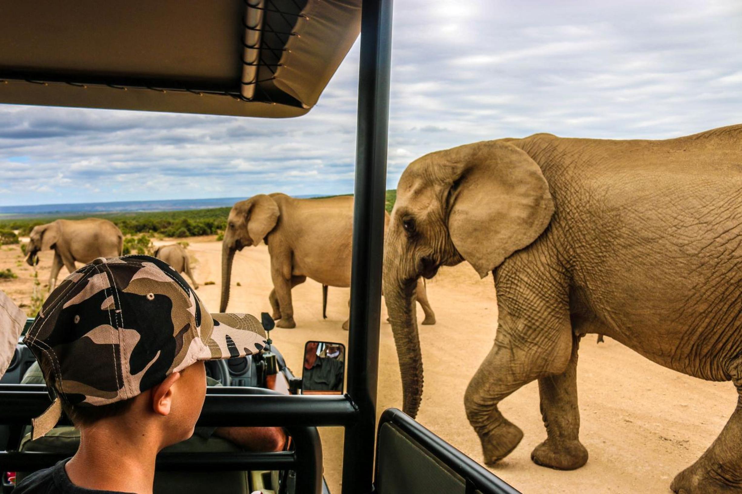 Addo Wildlife 9/34