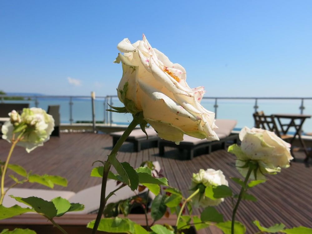 Albizia Hotel 28/34