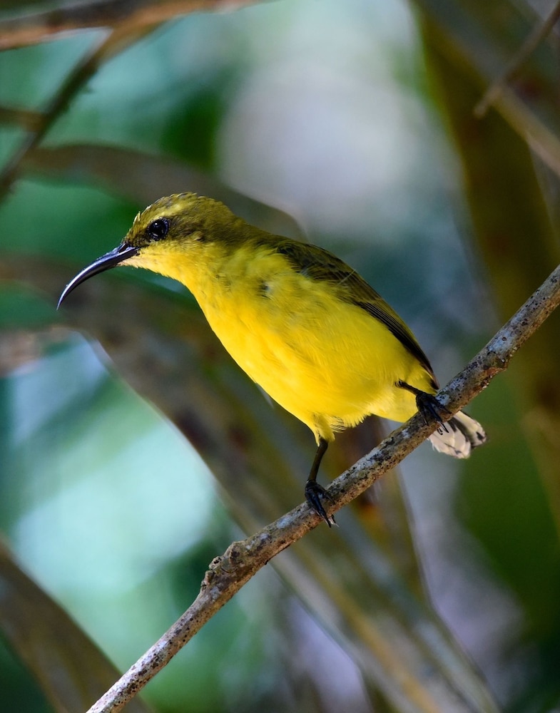 Daintree Peaks Eco Stays 13/45