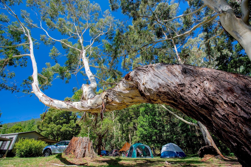 Big4 Yarra Valley Park Lane Holiday Park 69/74