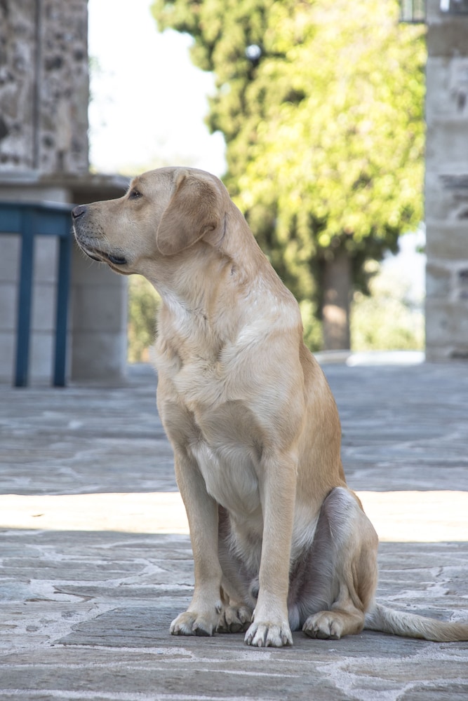 Pyrgos Petropoulaki 36/50