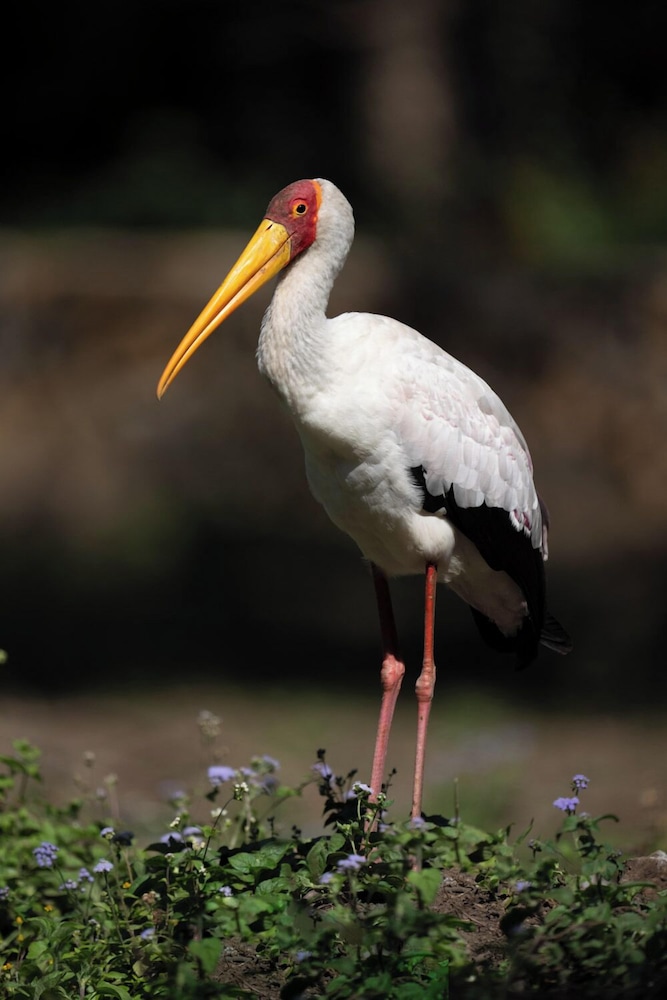 Mount Meru Game Lodge 28/50