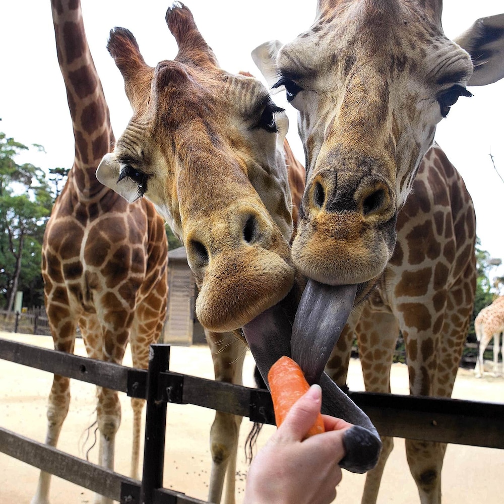 Roar and Snore at Taronga Zoo Sydney 2/7