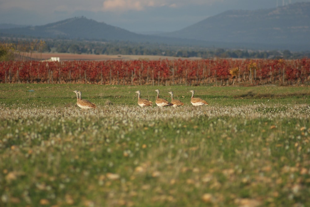 Finca El Romeral 24/36