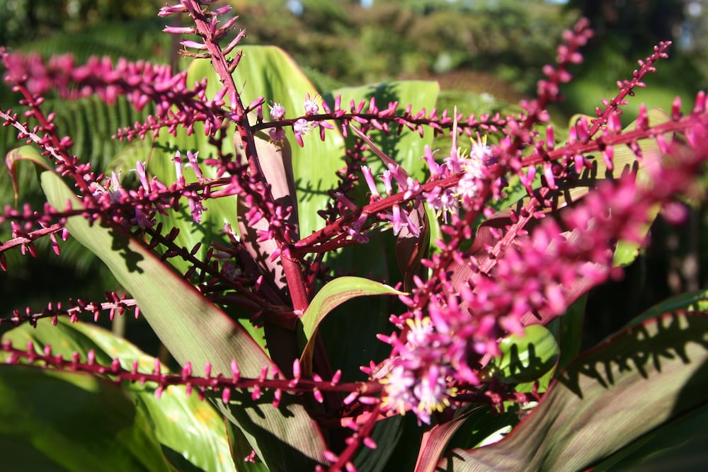 Ixchel Hawaii 36/48