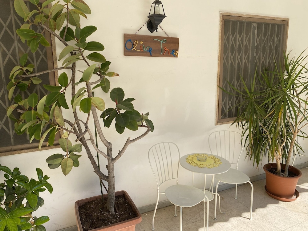 Olive Tree 15/40