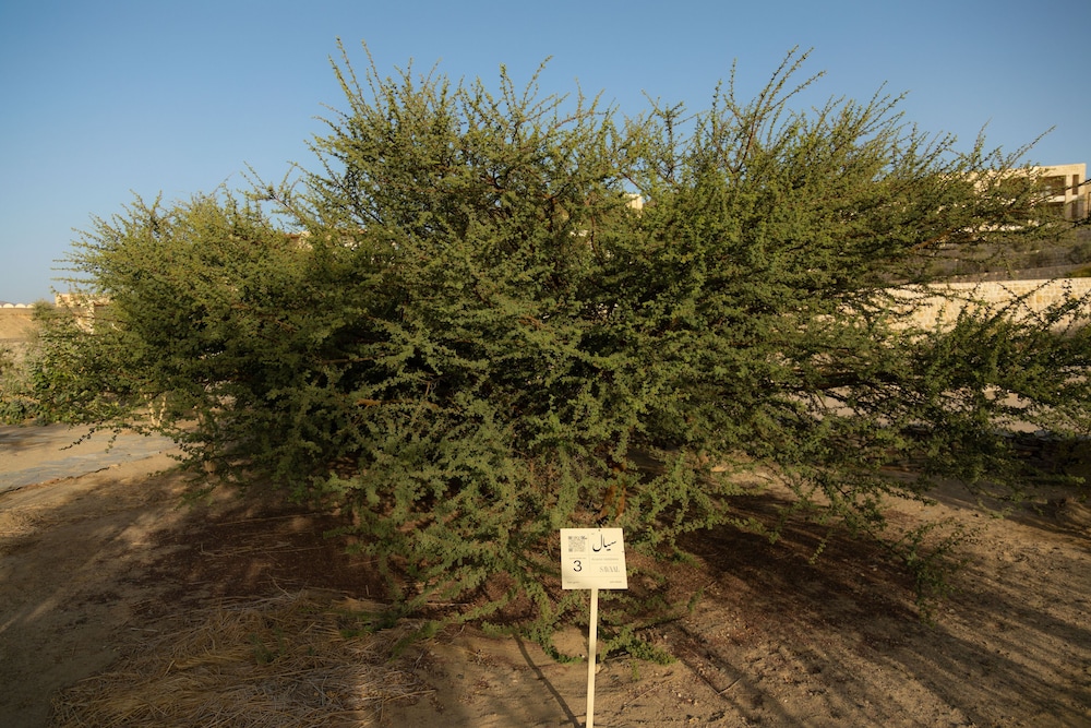 Wadi Sabarah Lodge 41/50