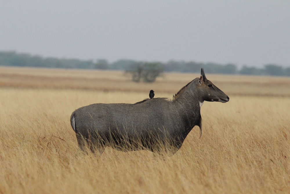 The Blackbuck Trails, VELAVADAR 33/49