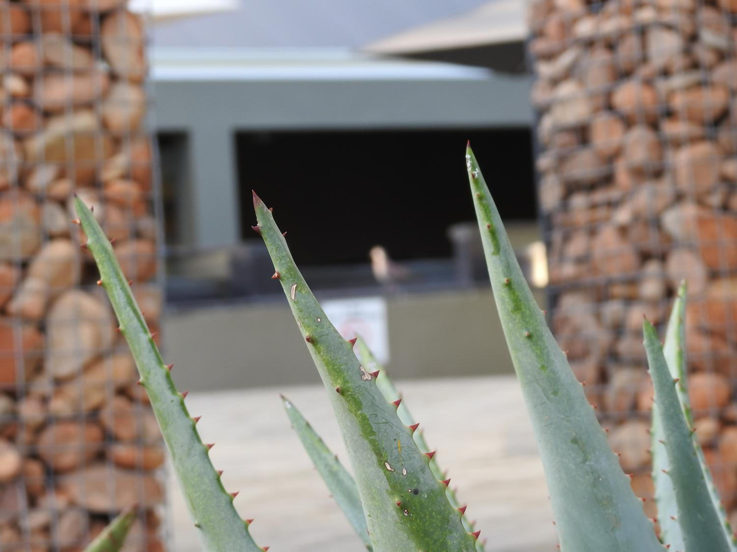 The Featherbed - Oudtshoorn 40/50