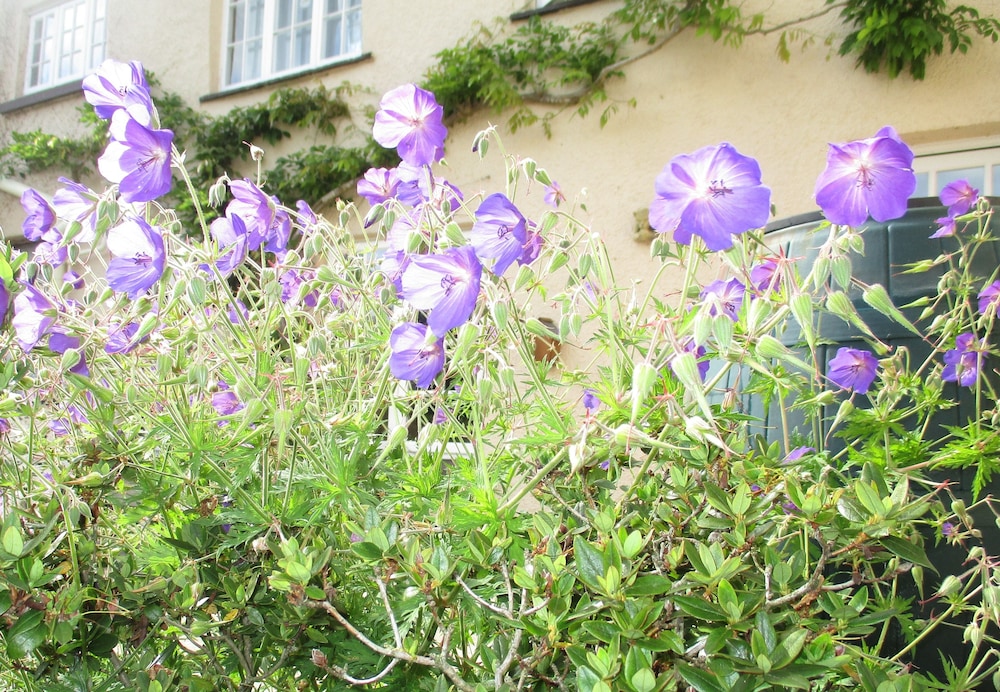 Brambles B&amp;B 35/49