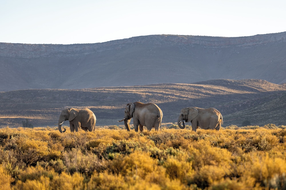 Aquila Private Game Reserve 59/65