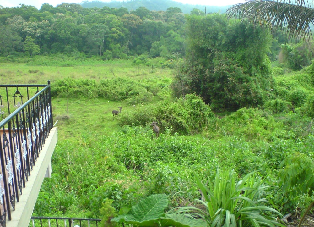 JUNGLE PALACE HOMESTAY 43/46