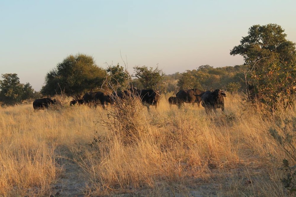 Khwai Tented Camp 40/50