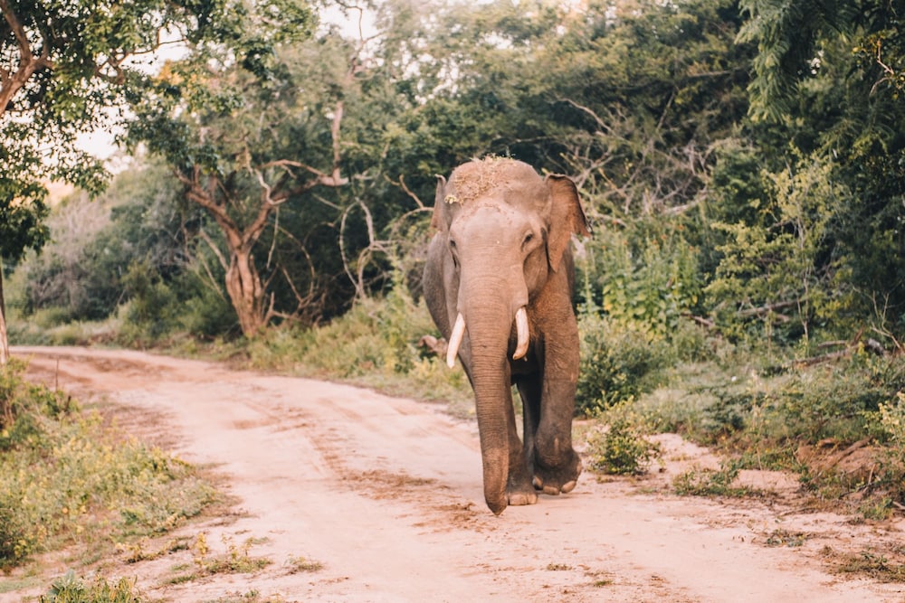Yala Safari Camping 36/50