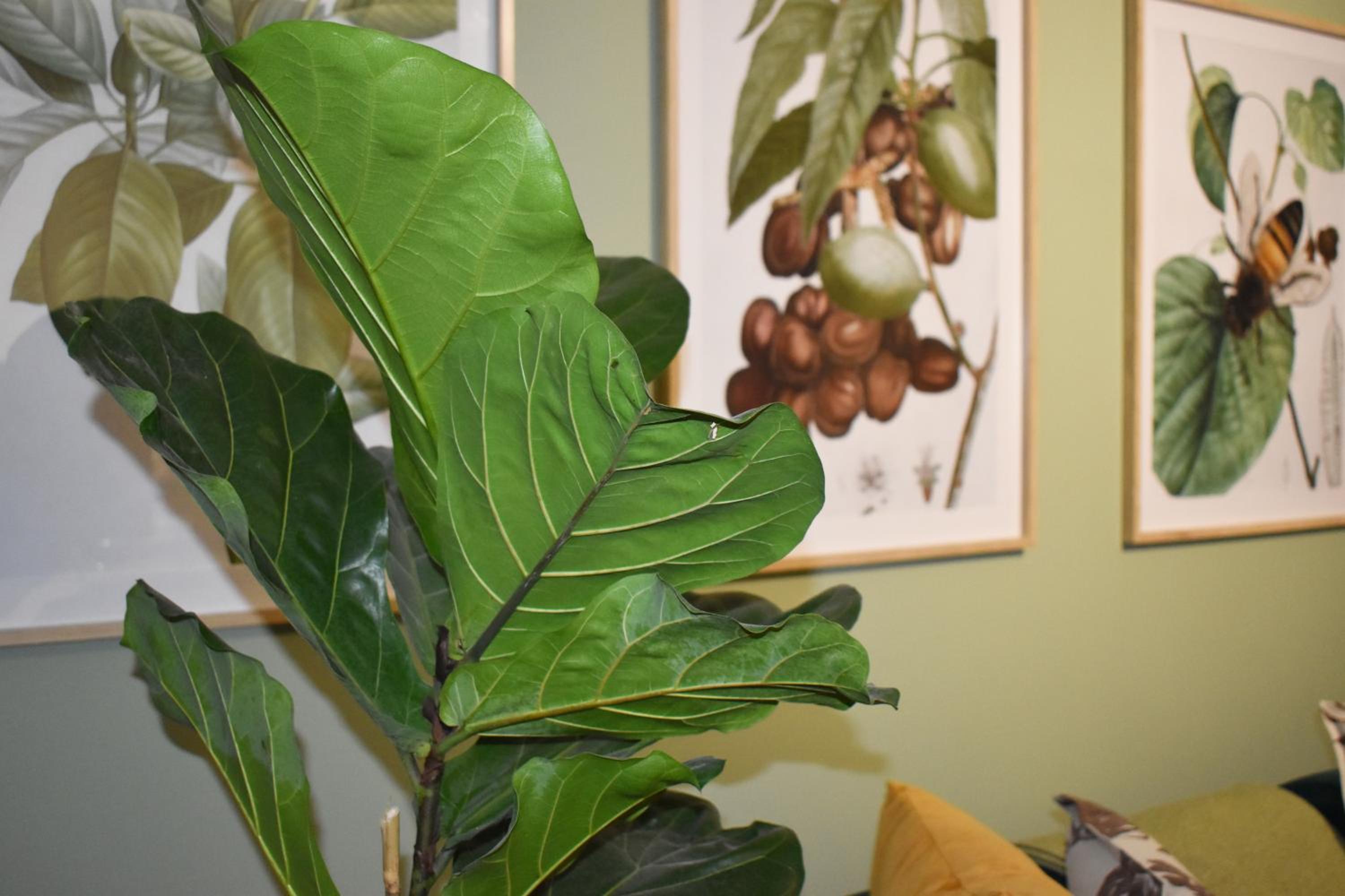 The Botanical House 42/47