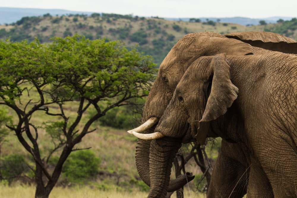 Nambiti Hills Private Game Lodge 43/50