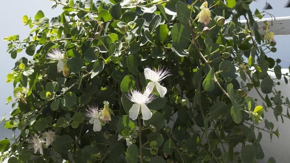 Bungalows Marina 23/35