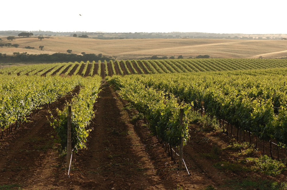 Vila Gale Alentejo Vineyard - Clube de Campo 45/48