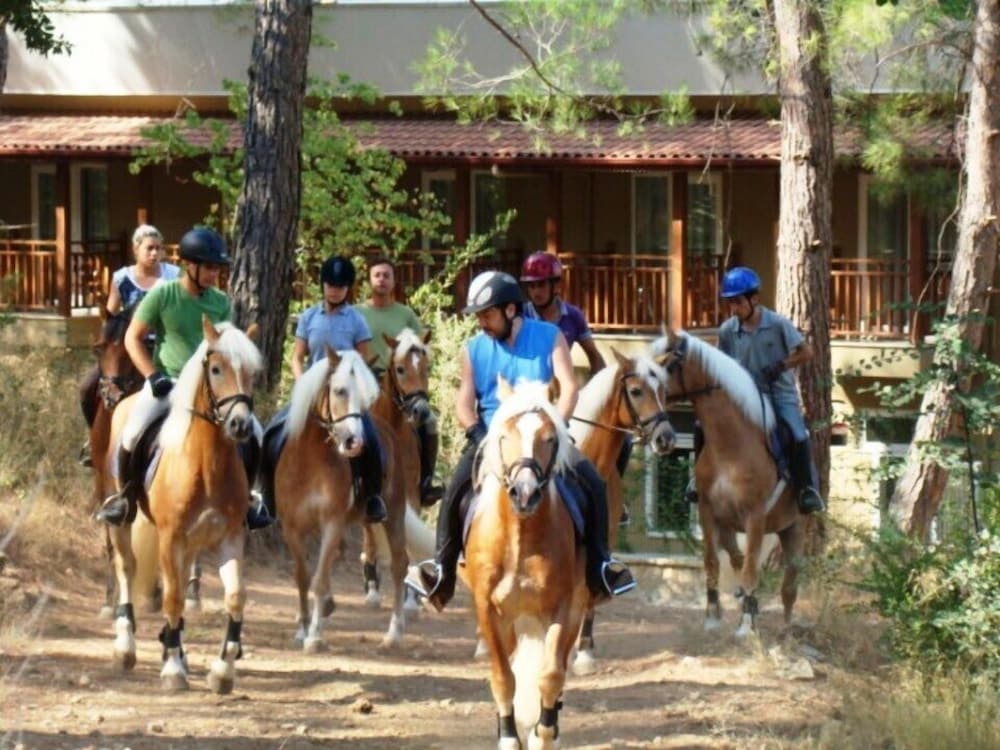 Padok Premium Hotel and Stables 33/44