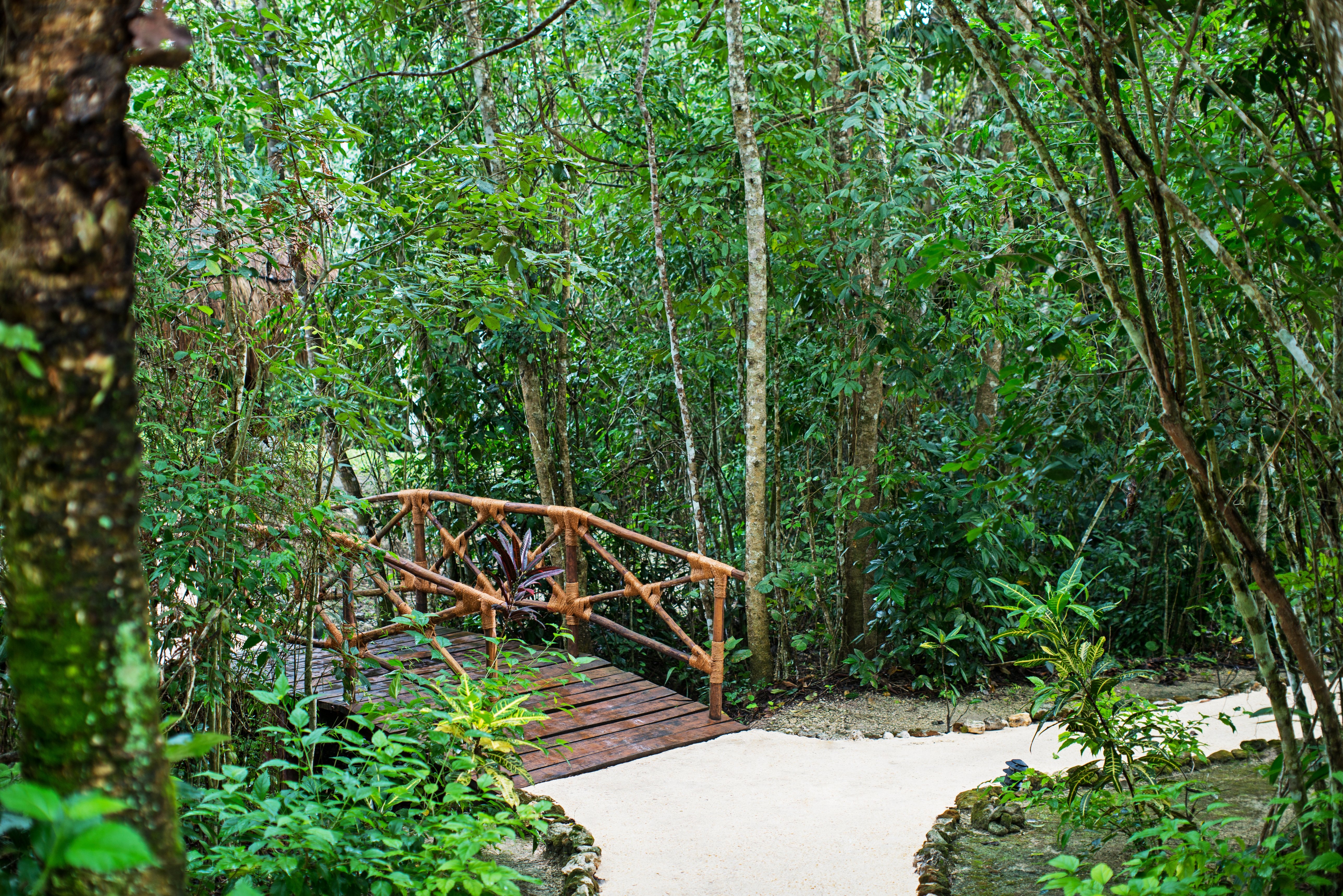 The Explorean Selva Maya Kohunlich 37/50